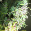 THAI | ACE SEEDS | PHOTOPERIOD CANNABIS SEEDS REGULAR - Image 2