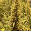 THAI X PANAMA | ACE SEEDS | PHOTOPERIOD CANNABIS SEEDS REGULAR - Image 2