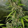 THAI X PANAMA | ACE SEEDS | PHOTOPERIOD CANNABIS SEEDS REGULAR - Image 3