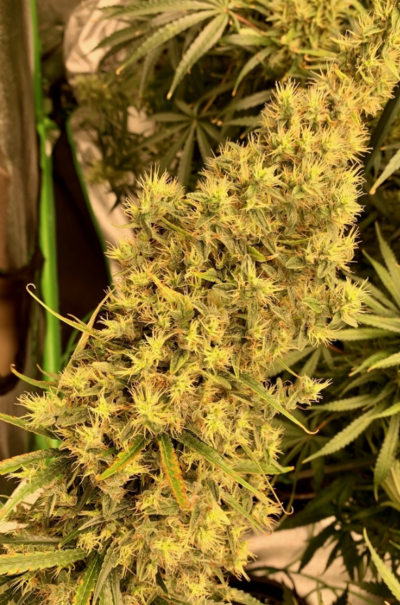 THAI X PANAMA | ACE SEEDS | PHOTOPERIOD CANNABIS SEEDS REGULAR