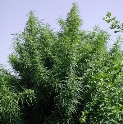 Tropical Mix cannabis image