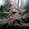 VIOLETA | ACE SEEDS | PHOTOPERIOD CANNABIS SEEDS FEMALE - Image 2