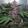 VIOLETA | ACE SEEDS | PHOTOPERIOD CANNABIS SEEDS FEMALE - Image 3