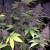 VIOLETA | ACE SEEDS | PHOTOPERIOD CANNABIS SEEDS FEMALE - Image 4