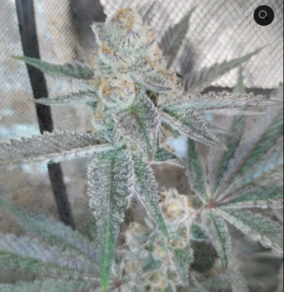 WHITE STAG BX | GENETIX MATTER | PHOTOPERIOD CANNABIS SEEDS REGULAR