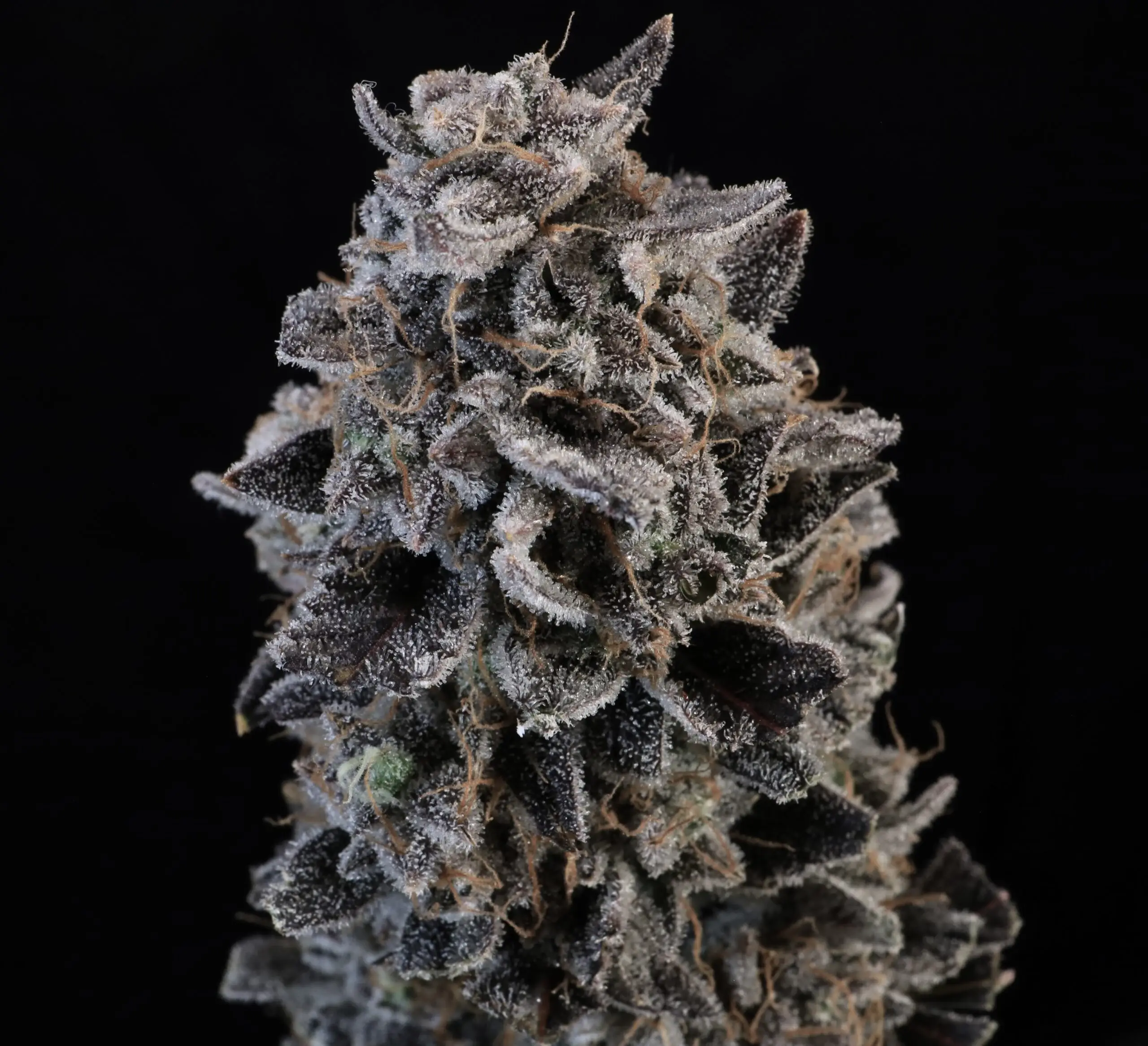 White Widow cannabis image