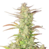 Z-UP AUTO | FAST BUDS | AUTOFLOWER CANNABIS SEEDS FEMALE