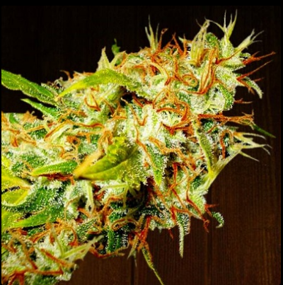 ZAMALDELICA | ACE SEEDS | PHOTOPERIOD CANNABIS SEEDS REGULAR