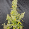 ZAMALDELICA | ACE SEEDS | PHOTOPERIOD CANNABIS SEEDS REGULAR - Image 4