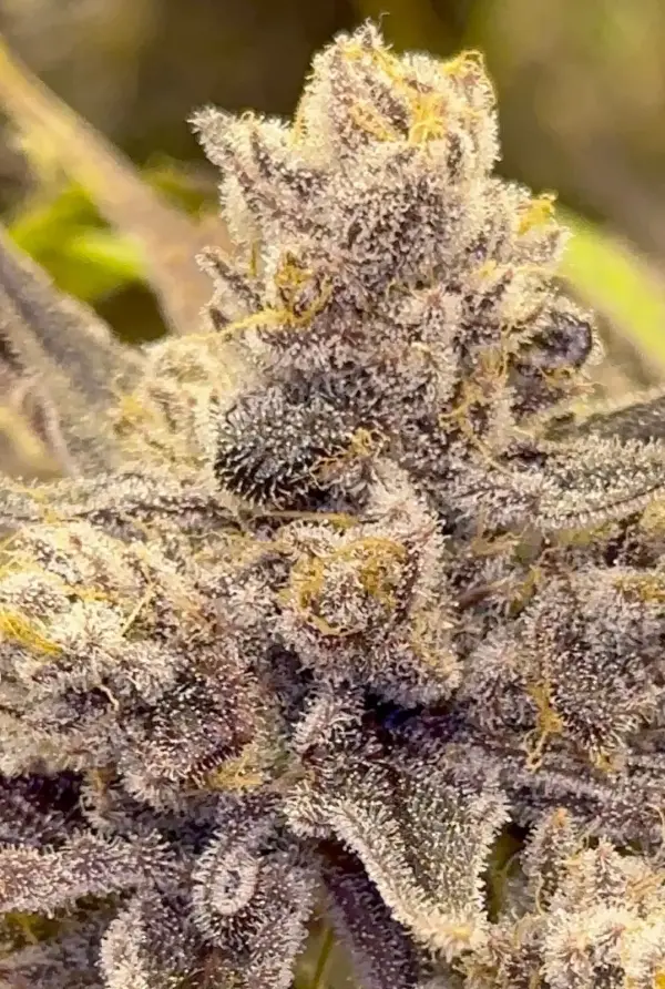 We Be Jammin' | Beleaf Seeds | FEM Photoperiod Seeds