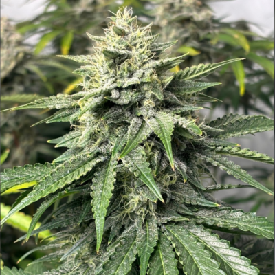Apple Star Kush cannabis image