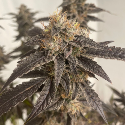 Blackstar Kush cannabis image