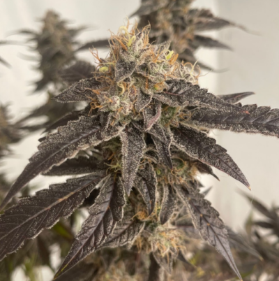 Blackstar Kush cannabis image