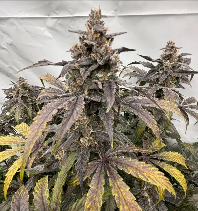 Blue Chemo cannabis image