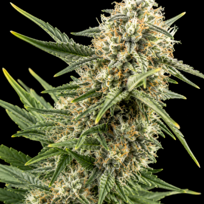 3x Blue Dream Auto | Multiverse Genetics | FEM Autoflower Seeds