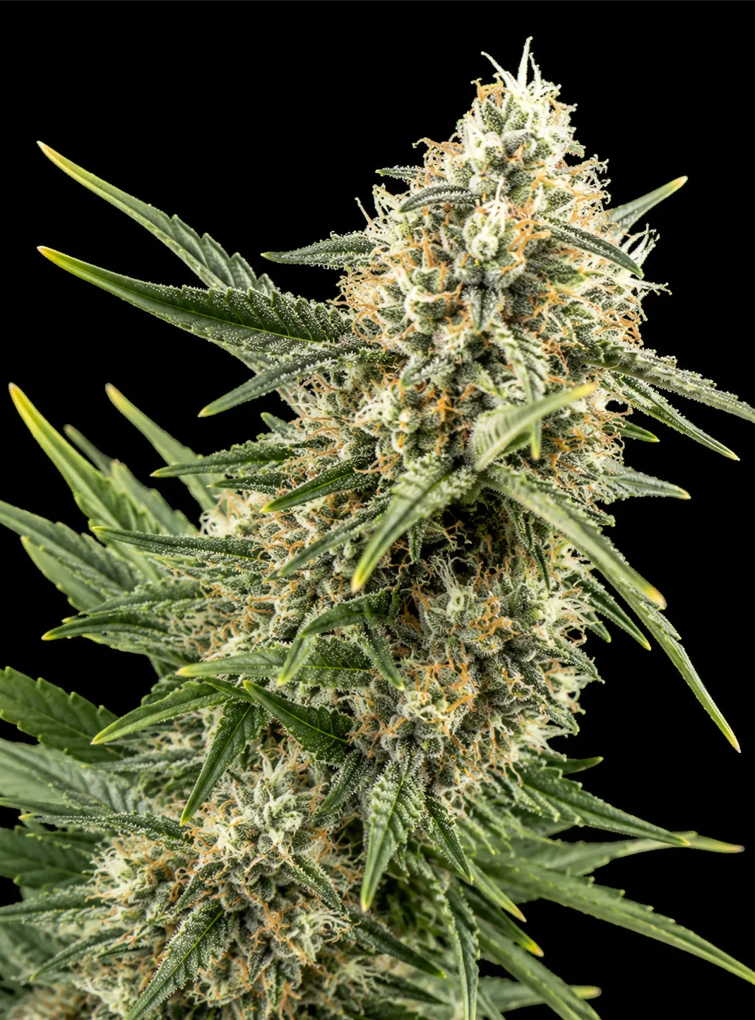 Blue Dream Auto | Multiverse Genetics | FEM Autoflower Seeds