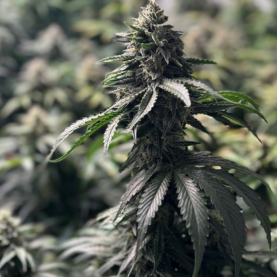 Blue Glockstar cannabis image
