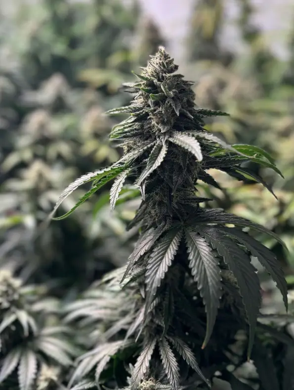 Blue Glockstar cannabis image