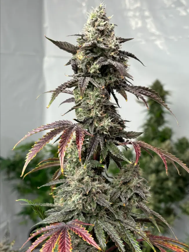 Destroyer cannabis image