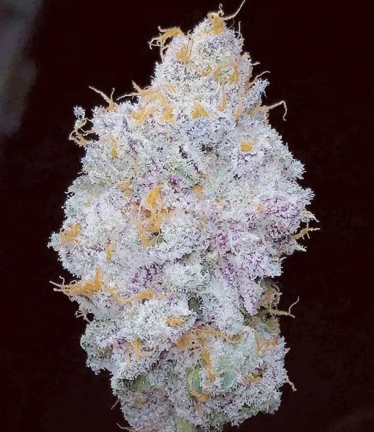 Heart Breaker - Sunken Treasure cannabis image