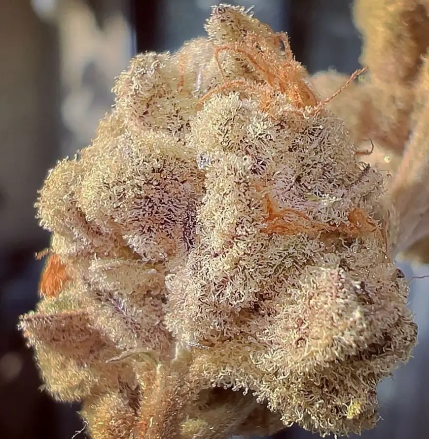 High Mac cannabis image