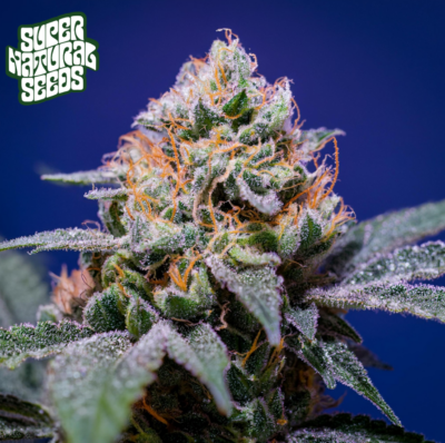 Moon Cheese - Supernatural Seeds cannabis image
