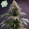 Moon Cheese - Supernatural Seeds cannabis image