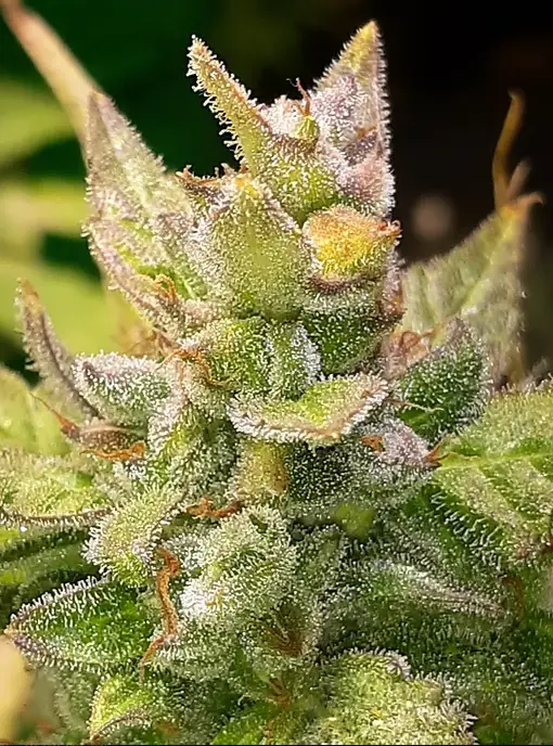 Twisted Tree cannabis image