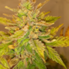 OG KUSH | TWISTED TREE | AUTOFLOWER CANNABIS SEEDS FEMALE - Image 3