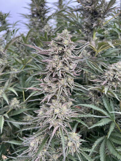 [BREEDER BOGO] | 3x PERMANENT MARKER S1 | ATLAS SEED | PHOTOPERIOD CANNABIS SEED FEMALE