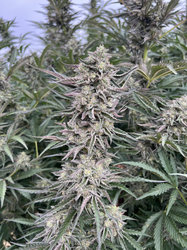 Permanent Marker promo image