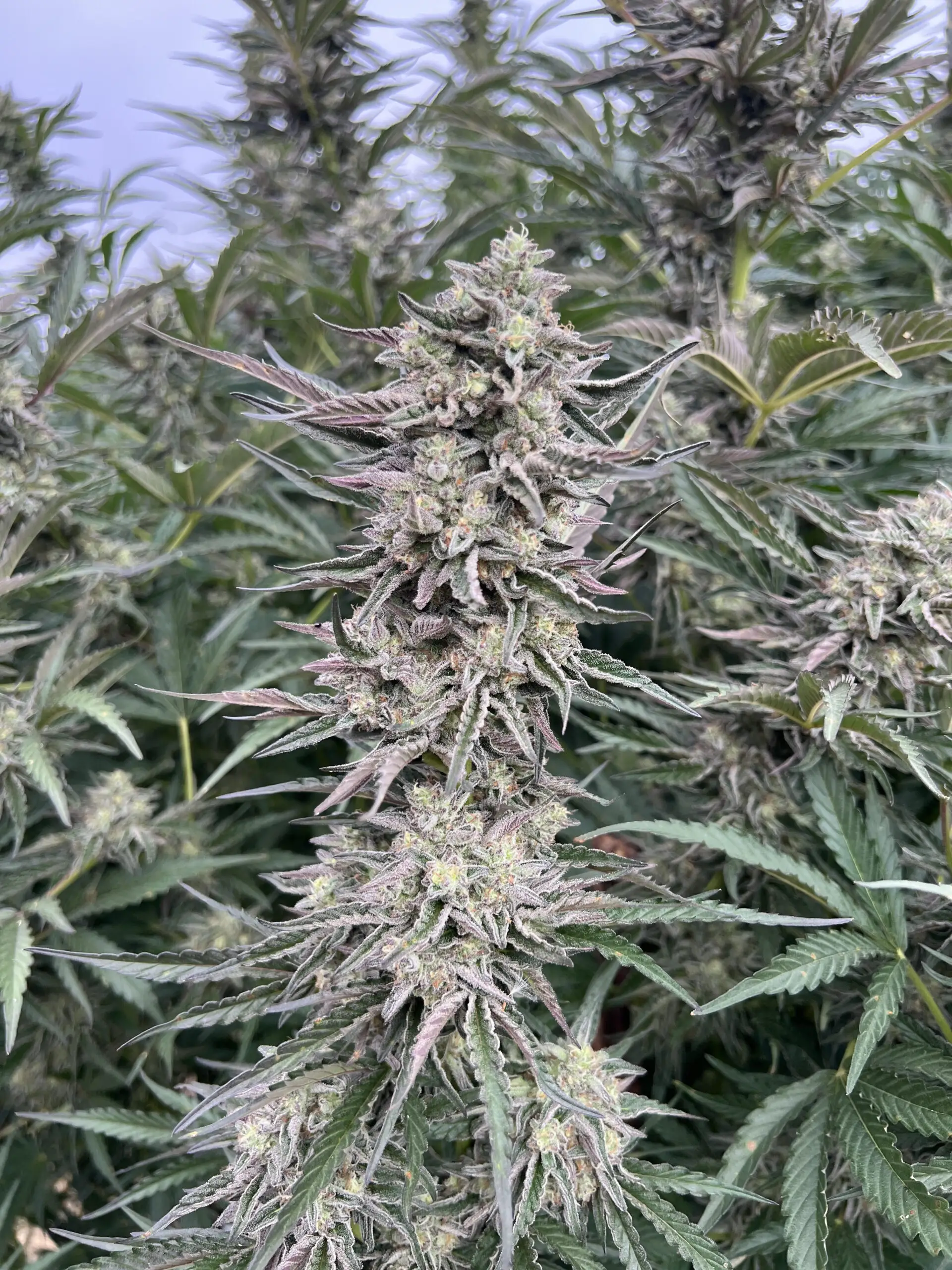 Permanent Marker promo image