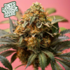 Pineapple Coconut - Supernatural Seeds cannabis image