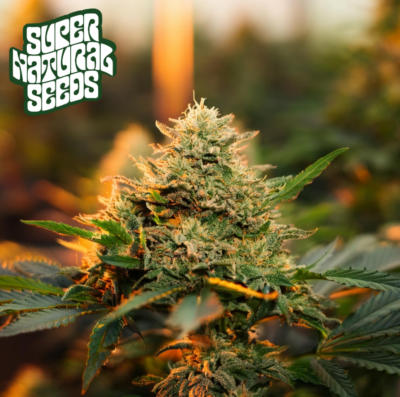 Pineapple Coconut - Supernatural Seeds cannabis image