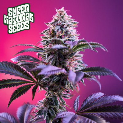Pink Skunk - Supernatural Seeds cannabis image