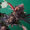 Pink Skunk - Supernatural Seeds cannabis image