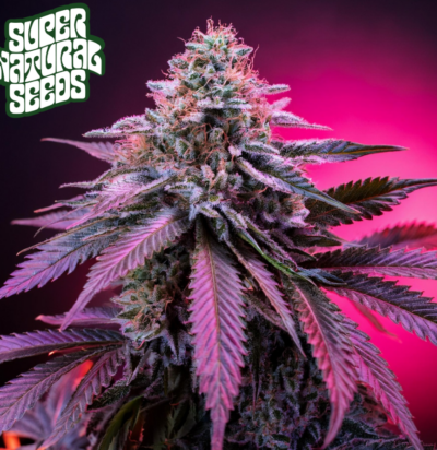 Purple Tangie - Supernatural Seeds promo image