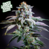Purple Tangie - Supernatural Seeds cannabis image