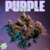 Purple Tangie - Supernatural Seeds cannabis image
