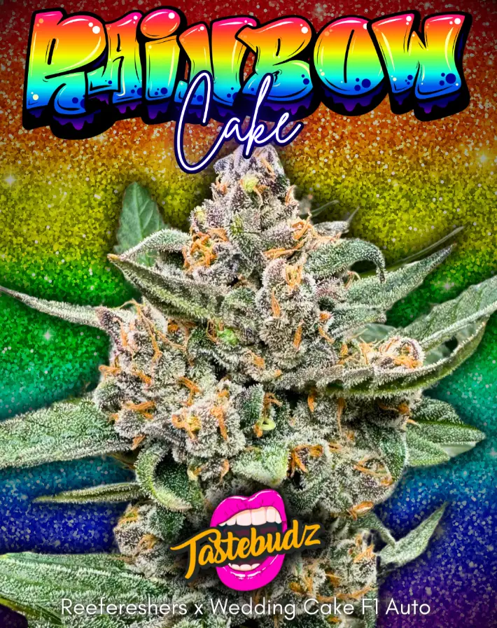 Rainbow Cake - Tastebudz promo image