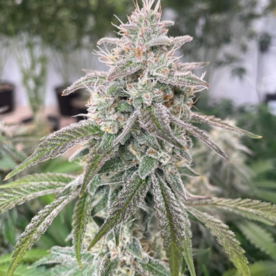 Sour Jealous Rockstar cannabis image