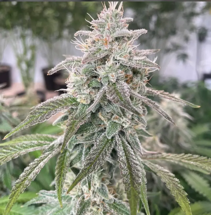 Sour Jealous Rockstar cannabis image