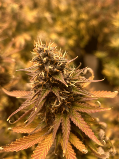STARGAZER | TWISTED TREE | AUTOFLOWER CANNABIS SEEDS FEMALE