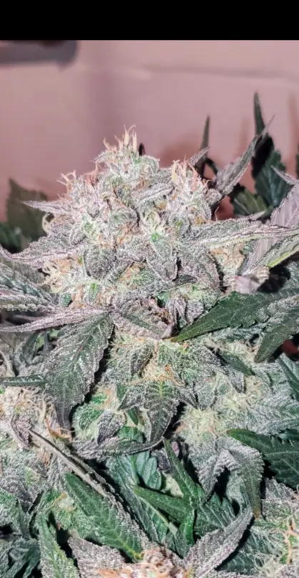 Twisted Tree cannabis image