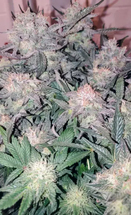 Twisted Tree cannabis image