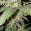 SUGAR CUBE F4 | TWISTED TREE | AUTOFLOWER CANNABIS SEEDS FEMALE - Image 4