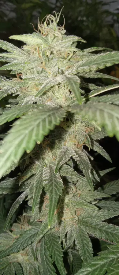 Twisted Tree cannabis image