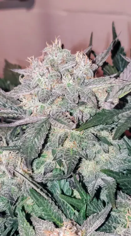 Twisted Tree cannabis image