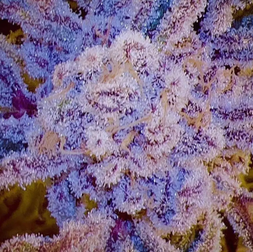 Super Stomper - Sunken Treasure cannabis image