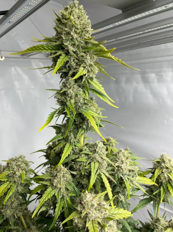 Toxic Assassin cannabis image